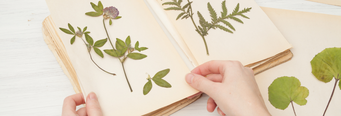 I Make a Herbarium - 1 - 10doigts.com