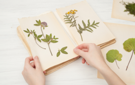 Estoy haciendo un herbario. - Actividades creativas en familia - 10doigts.fr