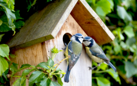 Observo los pájaros - Guías didácticas - 10doigts.fr