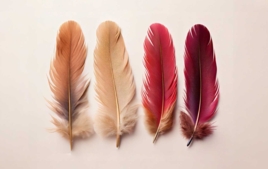 Plumas decorativas - Accesorios de Manualidades - 10doigts.fr