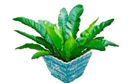Plantas para regalar - Fin de curso: Regalos para Maestras, Maestros,.... - 10doigts.fr