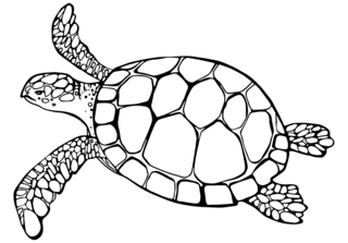 Animales-marinos9 - Coloreados de animales - Coloriages - 10doigts.fr
