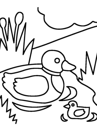 Pato 23 - Coloreados de animales - Coloriages - 10doigts.fr