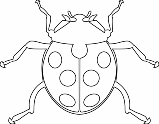 Mariquita 06 - Coloreados de animales - Coloriages - 10doigts.fr