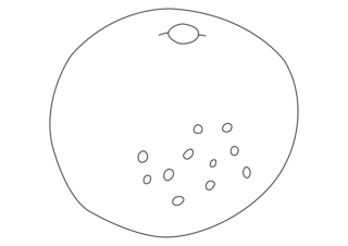 Grapefruit 01 - Coloring pages of flowers, fruits, and vegetables - Coloring book - 10doigts.com