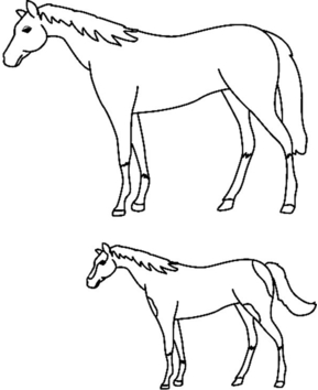 Caballo 02 - 10doigts.fr