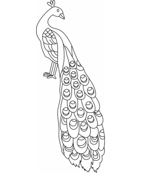 Pavo01 - 10doigts.fr