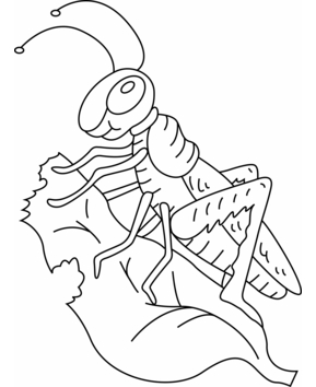 Saltamontes 01 - 10doigts.fr