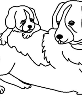 Perro 07 - 10doigts.fr
