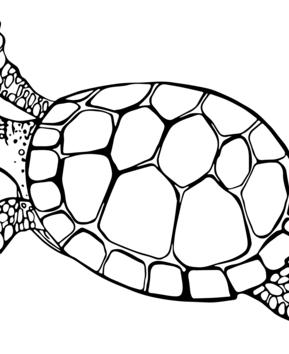 Sea-animals9 - 10doigts.fr