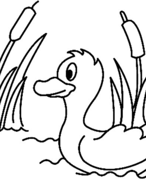 Duck 01 - 10doigts.fr