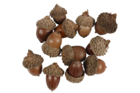 Natural Acorns - 12 Pieces - 1 - Dried Flowers, Pine Cones - 10doigts.com - Dried Flowers, Pine Cones - 10doigts.fr