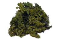 Icelandic Green Moss - 1 - Flowers, Plants - 10doigts.com - Flowers, Plants - 10doigts.fr