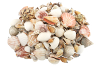 Natural Shells - 1 kg - 1 - Pebbles and Shells - 10doigts.com - Pebbles and Shells - 10doigts.fr