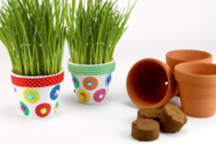 Chive Planting Kit - 12 Pieces - 2 - Gardening for Kids - 10doigts.com - Gardening for Kids - 10doigts.fr
