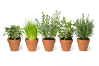 Semillas aromáticas cebollino - Jardinería niños - 10doigts.fr