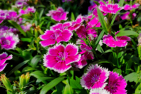 China Pink Seeds - Gardening for Kids - 10doigts.fr