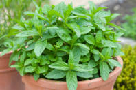Semillas de menta verde - Jardinería niños - 10doigts.fr