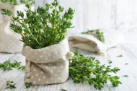 Semillas de tomillo - Jardinería niños - 10doigts.fr