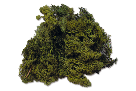 Icelandic Green Moss - 1 - Flowers, Plants - 10doigts.com - Flowers, Plants – 10doigts.fr
