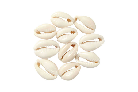 Conchas Cauri naturales - 12 unidads - Abalorios Heishi y conchas – 10doigts.fr