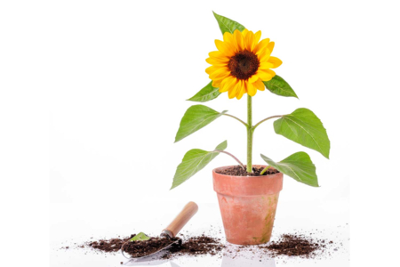 Pack of Dwarf Sunflower Seeds - 1 - Gardening for Kids - 10doigts.com - Gardening for Kids – 10doigts.fr