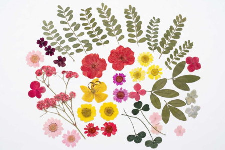 fleurs séchées 40 pièces - Flores secas, piñas – 10doigts.fr