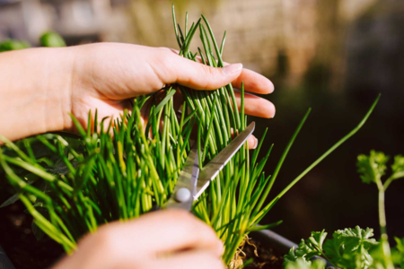 Chive Seed Packet - 3 - Gardening for Kids - 10doigts.com - Gardening for Kids – 10doigts.fr