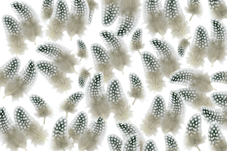 plumas naturales - Plumas decorativas – 10doigts.fr