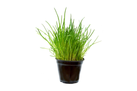 Chive Seed Packet - 2 - Gardening for Kids - 10doigts.com - Gardening for Kids – 10doigts.fr