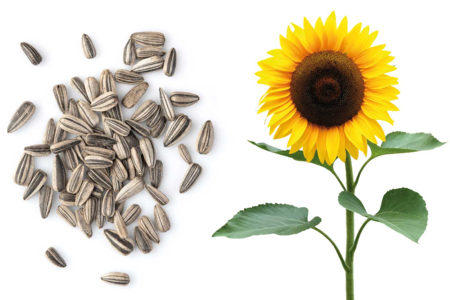 lino girasol - Jardinería niños – 10doigts.fr