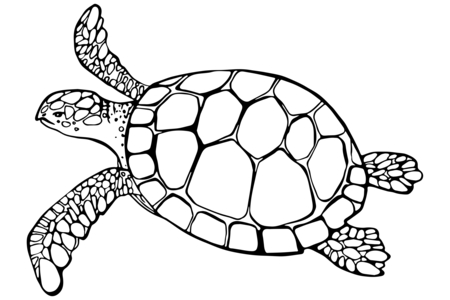 Printable coloring pages: Sea-animals9 – 10doigts
