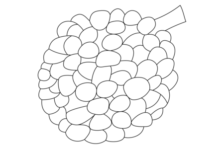 Printable coloring pages: Lychee 01 – 10 Doigts