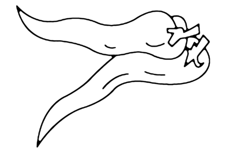 Printable coloring pages: Peppers 01 – 10 Doigts