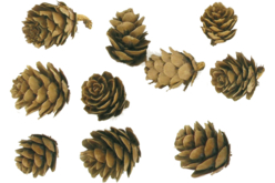 Pommes de pins - Fleurs séchées, pommes de pin - 10doigts.fr