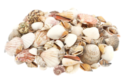 assortiment coquillages pas cher 1 kg - Galets et coquillages - 10doigts.fr - 2