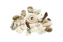 Assortiment de coquillages percés - Perles Heishi et coquillages - 10doigts.fr