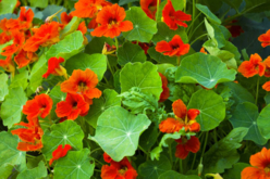 Paquete de semillas de capuchinas enanas - Jardinería niños – 10doigts.fr