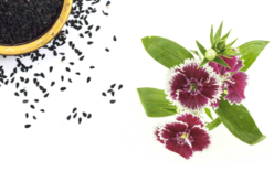 graine à planter oeillet - Jardinage enfants - 10doigts.fr - 2