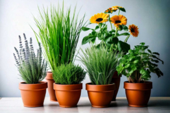 Graines aromatiques MENTHE - Jardinage enfants - 10doigts.fr - 2