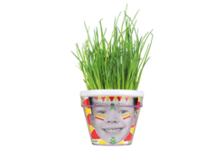 Kit Jardinero: macetas de cebollino - 4 unidads - Jardinería niños – 10doigts.fr