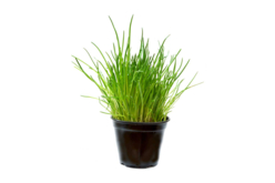 pot de ciboulette - Jardinage enfants - 10doigts.fr - 2