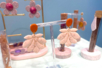 FIMO Modeling Clay - Colors of Your Choice - 14 - Fimo Clay per Unit - 10doigts.com - Fimo Clay per Unit – 10doigts.fr