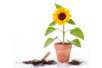 Pack of Dwarf Sunflower Seeds - 1 - Gardening for Kids - 10doigts.com - Gardening for Kids – 10doigts.fr