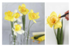 flores jonquille crêpon - Flores de papel crepé para manualidades: crea ramos duraderos – 10doigts.fr