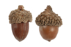 Natural Acorns - 12 Pieces - 2 - Dried Flowers, Pine Cones - 10doigts.com - Dried Flowers, Pine Cones – 10doigts.fr
