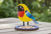 Wooden Bird Feeder - 2 - Gardening for Kids - 10doigts.com - Gardening for Kids – 10doigts.fr