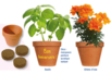 ¿Plantamos flores o plantas aromáticas?: ¿cómo funciona? - Actividades manuales sobre el tema de la naturaleza para los niños – 10doigts.fr