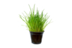Chive Seed Packet - 2 - Gardening for Kids - 10doigts.com - Gardening for Kids – 10doigts.fr