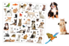 Animal Stickers - 42 pcs - 1 - Realistic Stickers - 10doigts.com - Realistic Stickers – 10doigts.fr